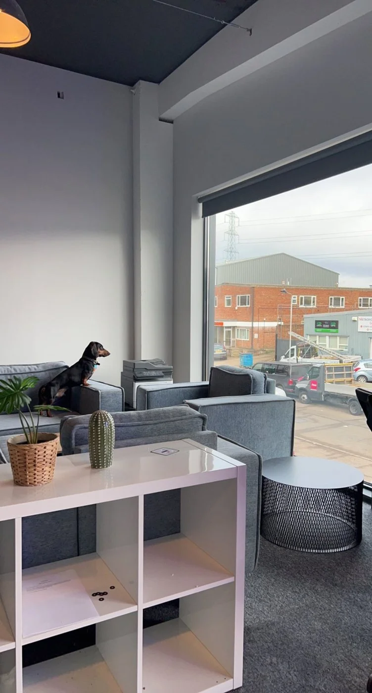 The Vendo office lounge, with the office dog on the sofa